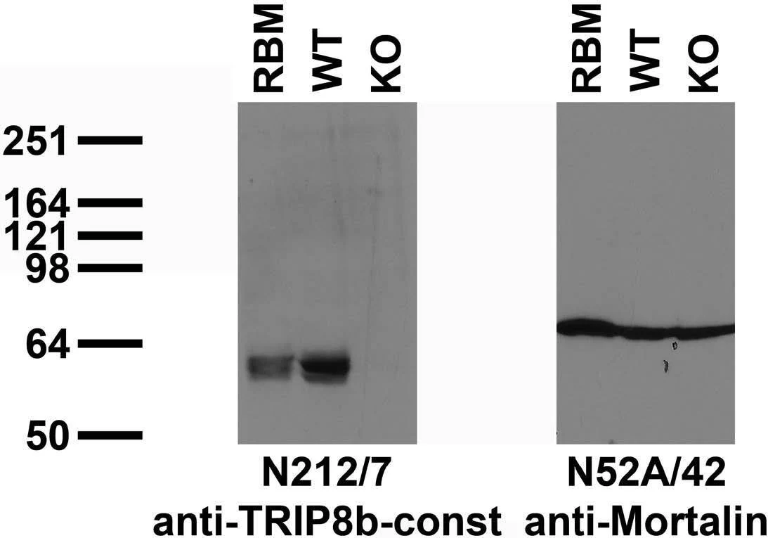 Anti-TRIP8b (Constant) Antibody - Image 3