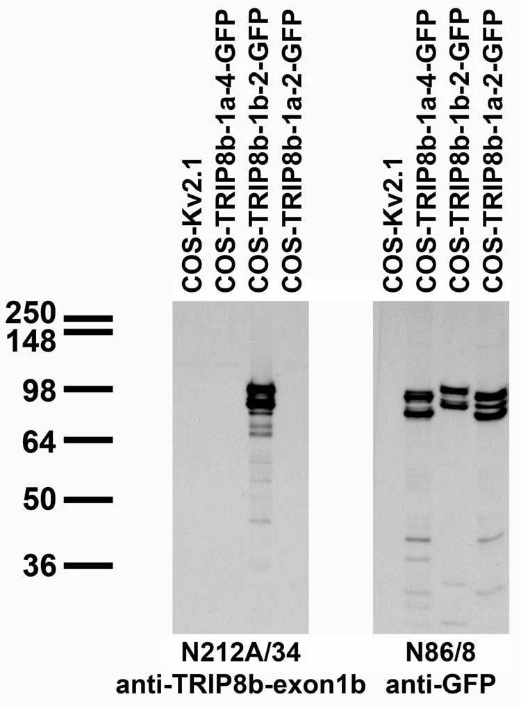 Anti-TRIP8b (Exon 1b) Antibody