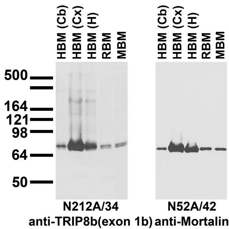 Anti-TRIP8b (Exon 1b) Antibody - Image 3