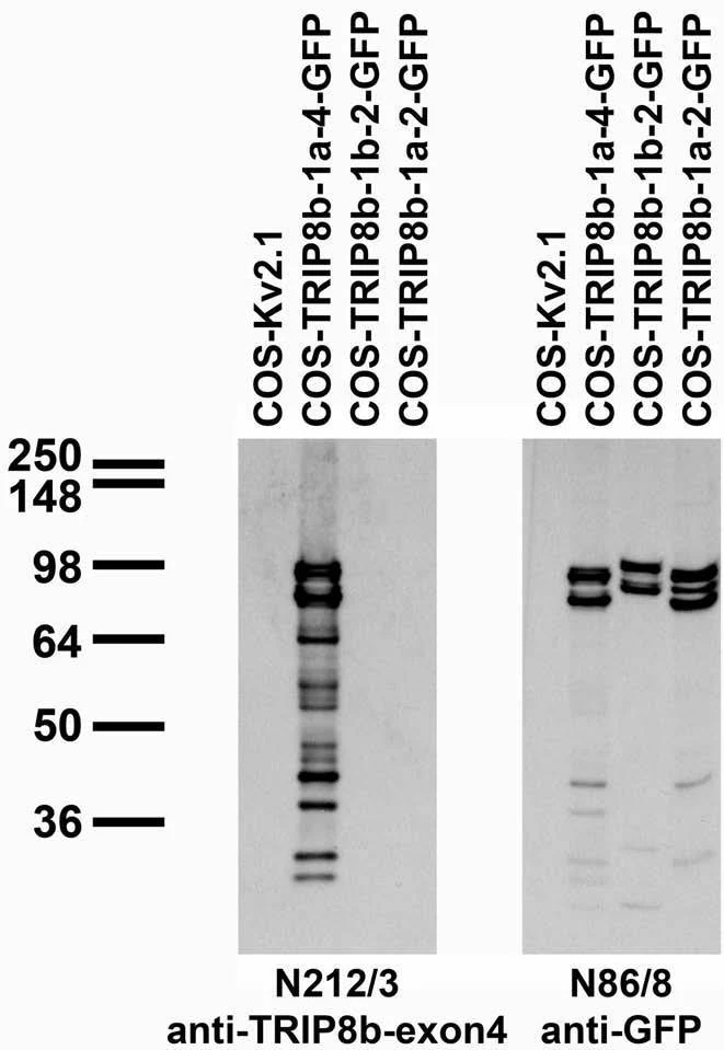 Anti-TRIP8b (Exon 4) Antibody