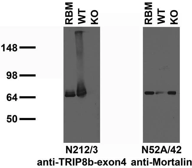 Anti-TRIP8b (Exon 4) Antibody - Image 2