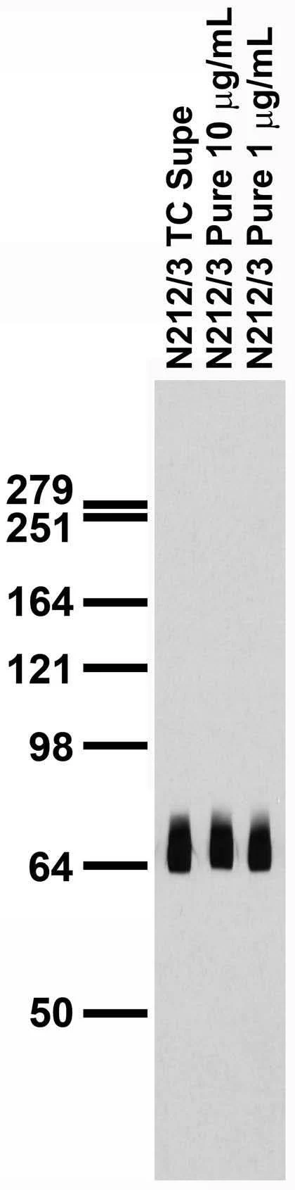 Anti-TRIP8b (Exon 4) Antibody - Image 4