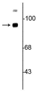 Anti-Trk B Antibody