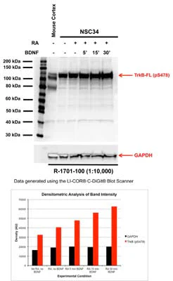 Anti-TrkB phospho Ser478/479 Antibody - Image 3