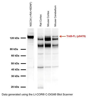 Anti-TrkB phospho Ser478/479 Antibody - Image 6
