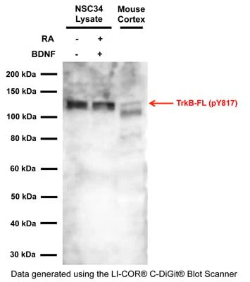 Anti-TrkB phospho Tyr816/Y817 Antibody