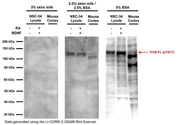 Anti-TrkB phospho Tyr816/Y817 Antibody - Image 2