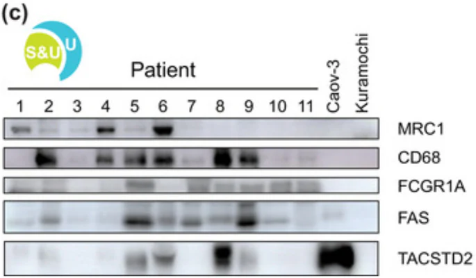 Anti-Trop-2/TACSTD2 (Extracellular region) Antibody - Image 3