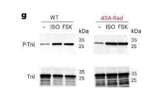 Anti-Troponin I (cardiac) Ser23/24 Antibody - Image 2