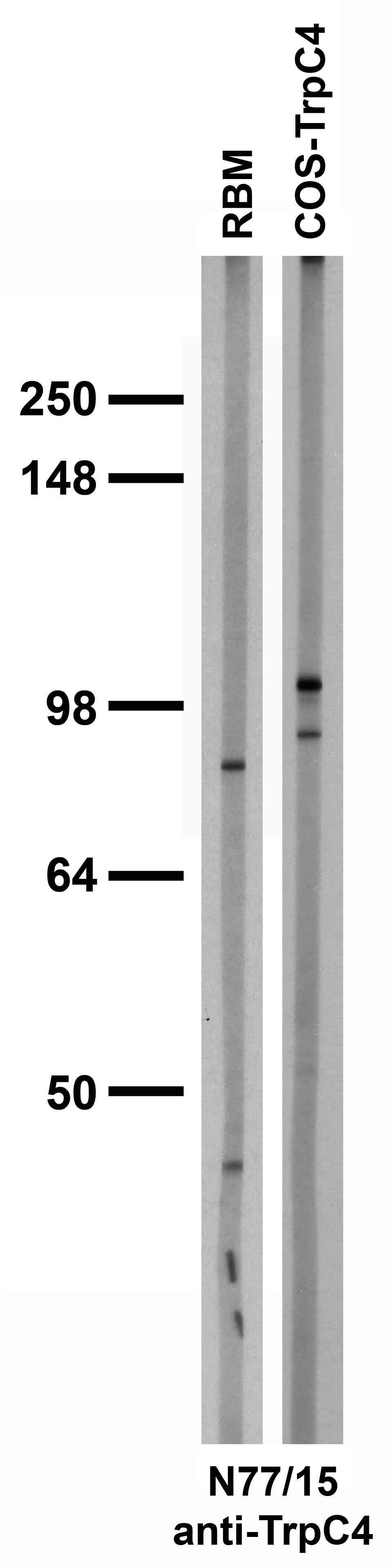 Anti-TrpC4 Antibody
