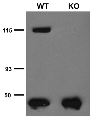 Anti-TrpC5 Antibody - Image 5