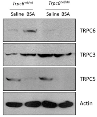 Anti-TrpC5 Antibody - Image 6