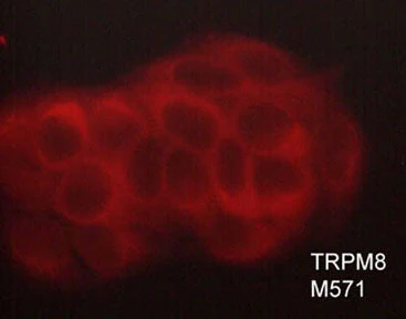Anti-TRPM8 (Extracellular region) Antibody - Image 2