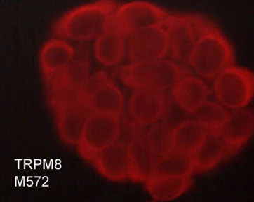 Anti-TRPM8 (Extracellular region) Antibody - Image 2