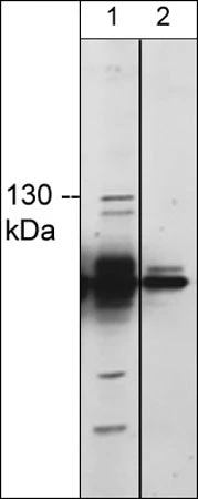 Anti-TRPM8 (Extracellular region) Antibody