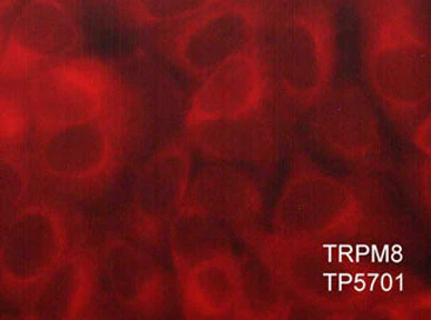 Anti-TRPM8 (Extracellular region) Antibody - Image 2