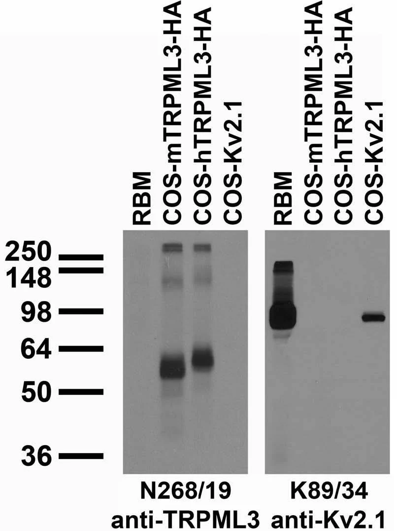 Anti-TRPML3/Mucolipin-3 Antibody