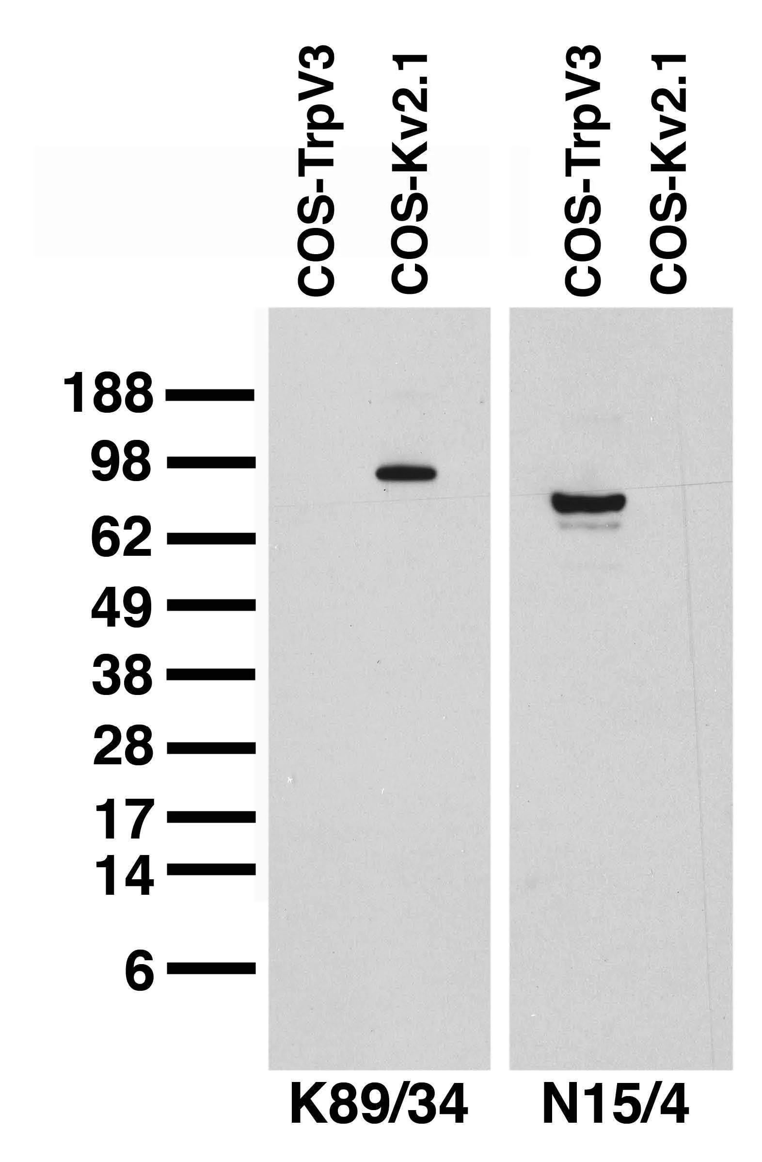 Anti-TrpV3 Antibody - Image 2