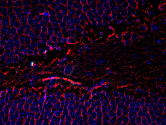 Anti-Tubulin, beta III Antibody