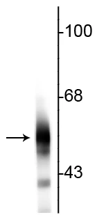 Anti-Tubulin, beta III Antibody - Image 2