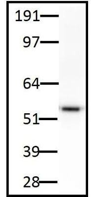 Anti-Tyrosine Hydroxylase Antibody (Ascites) - Image 3