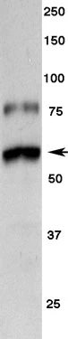 Anti-Tyrosine Hydroxylase (TYH) Antibody - Image 3