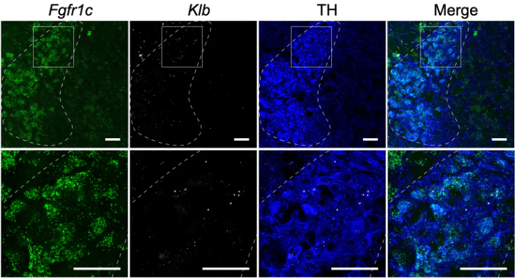 Anti-Tyrosine Hydroxylase (TYH) Antibody - Image 6