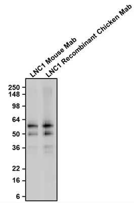 Anti-Tyrosine Hydroxylase Recombinant Chicken Chimeric mAb - Image 3