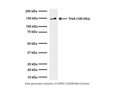 Anti-Tyrosine Kinase Receptor A (TrkA) Antibody