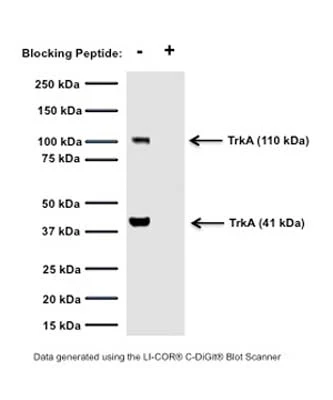Anti-Tyrosine Kinase Receptor A (TrkA) Antibody - Image 2