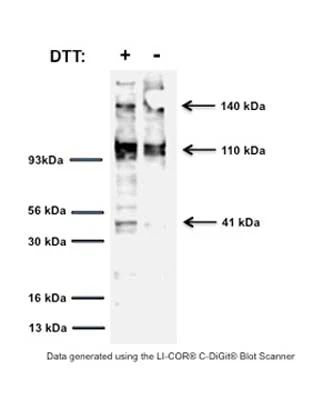 Anti-Tyrosine Kinase Receptor A (TrkA) Antibody - Image 3
