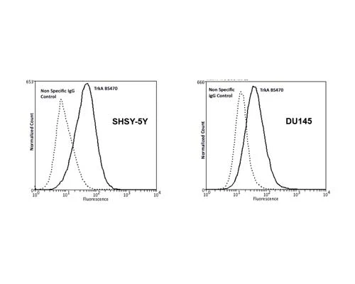 Anti-Tyrosine Kinase Receptor A (TrkA) Antibody