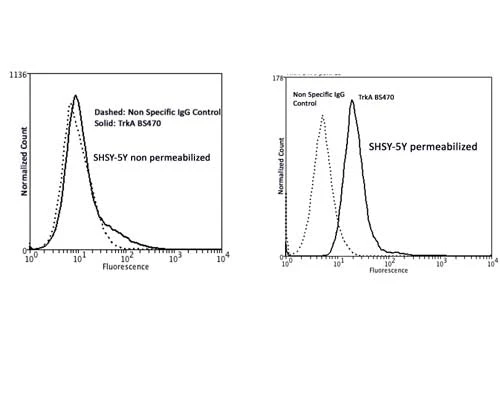 Anti-Tyrosine Kinase Receptor A (TrkA) Antibody - Image 3
