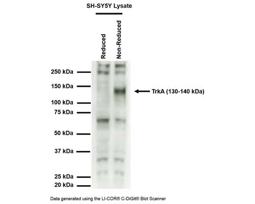 Anti-Tyrosine Kinase Receptor A (TrkA) Antibody - Image 3