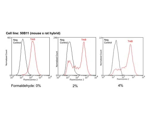 Anti-Tyrosine Kinase Receptor B (TrkB) Antibody
