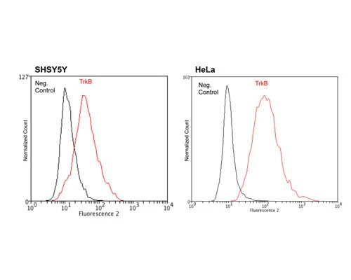 Anti-Tyrosine Kinase Receptor B (TrkB) Antibody - Image 2