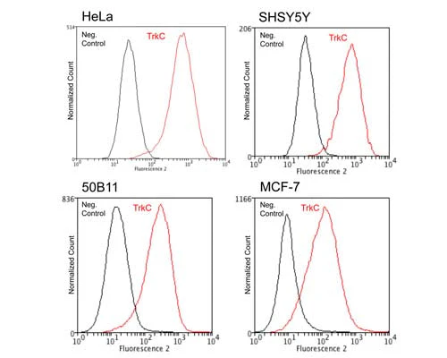 Anti-Tyrosine Kinase Receptor C (TrkC) Antibody