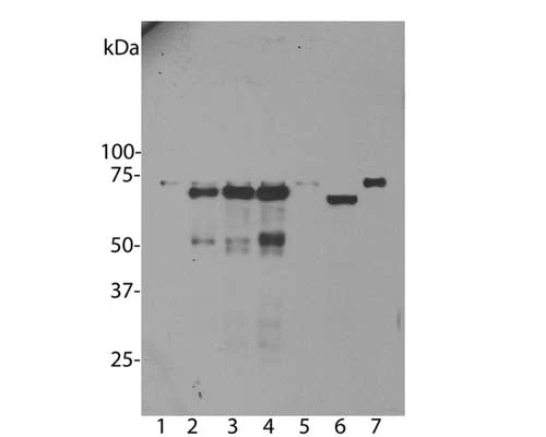 Anti-Ubiquilin 2 Antibody