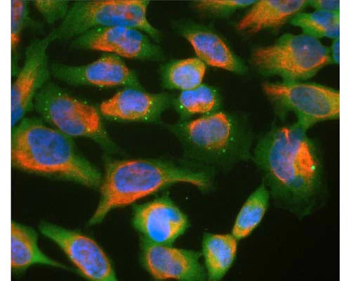 Anti-Ubiquilin 2 Antibody - Image 2