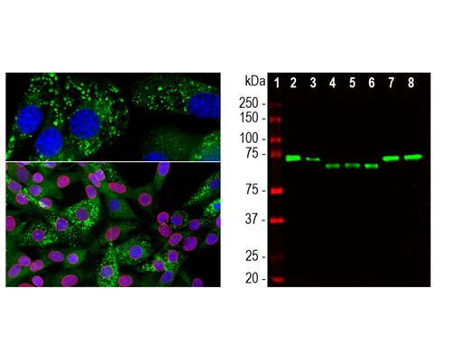 Anti-Ubiquilin 2 Antibody - Image 3