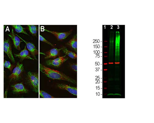 Anti-Ubiquitin Antibody