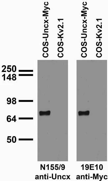 Anti-Uncx Antibody