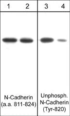 Anti-Unphosphorylated N-Cadherin (Tyr-820) Antibody