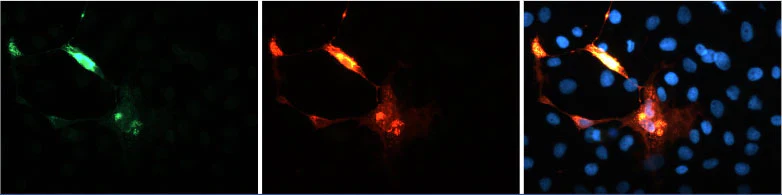 Anti-V5 Antibody