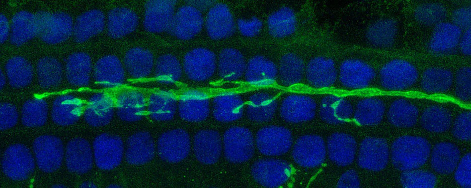 Anti-V5 Antibody - Image 2