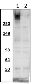 Anti-V5 Antibody - Image 3