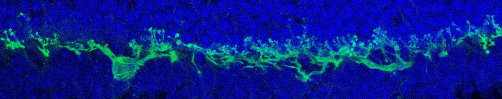 Anti-V5 Antibody - Image 4