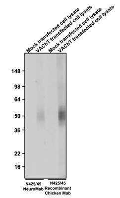 Anti-VAChT Recombinant Chicken Chimeric mAb - Image 2
