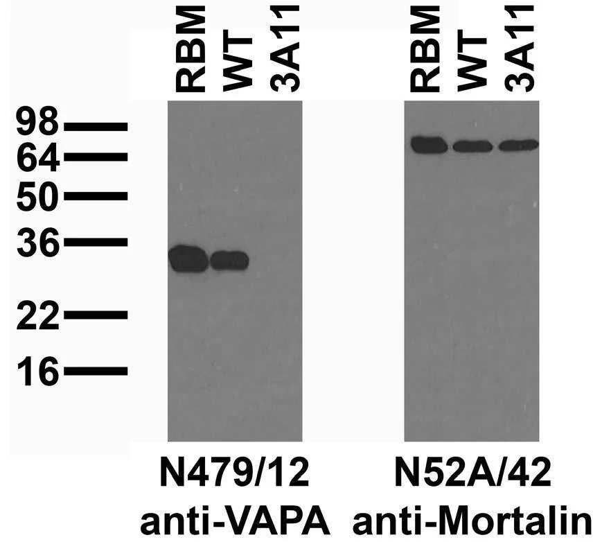 Anti-VAPA Antibody