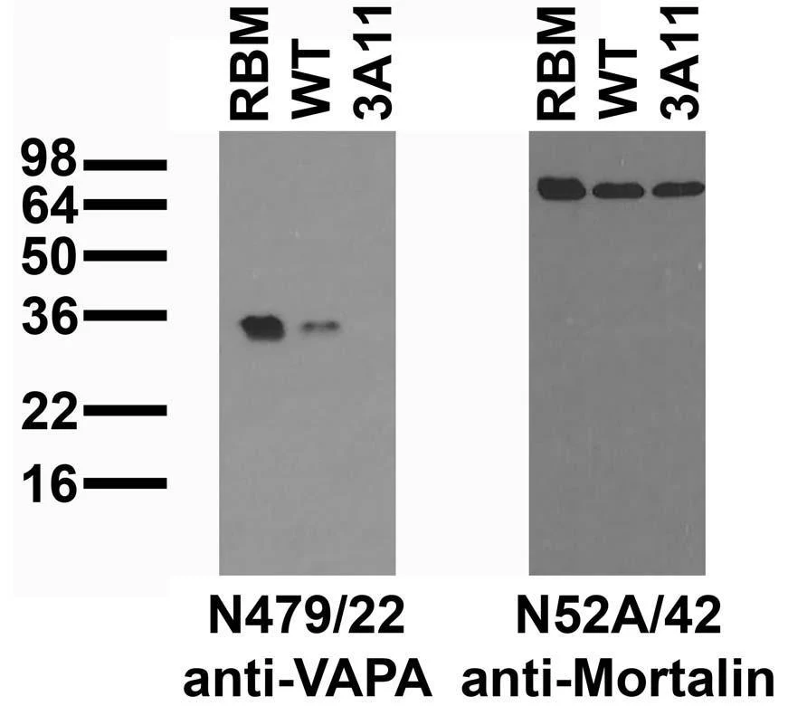 Anti-VAPA Antibody
